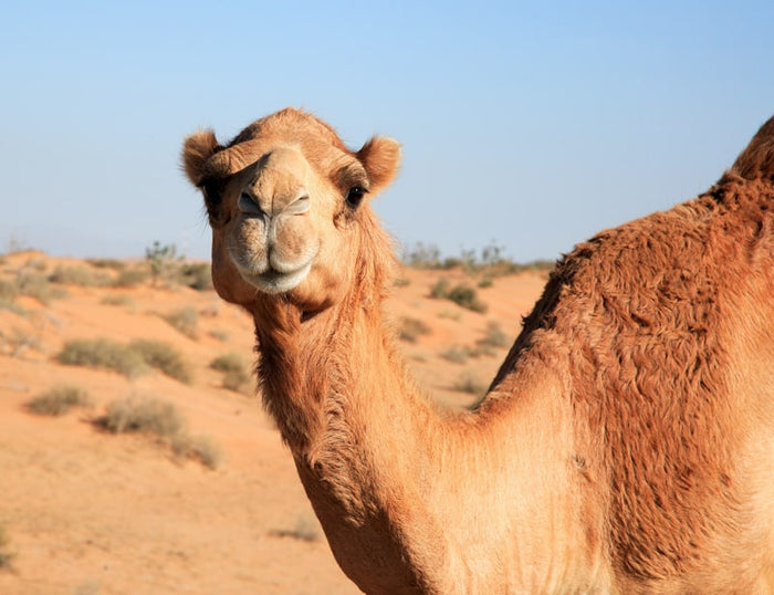 The Camel Collection
