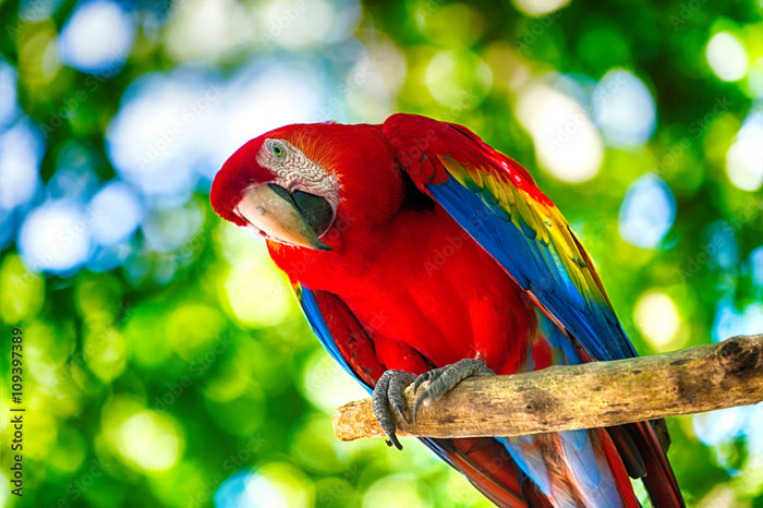 Parrot Collection